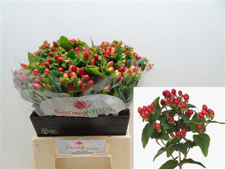 Hypericum Magical Triumph 40cm