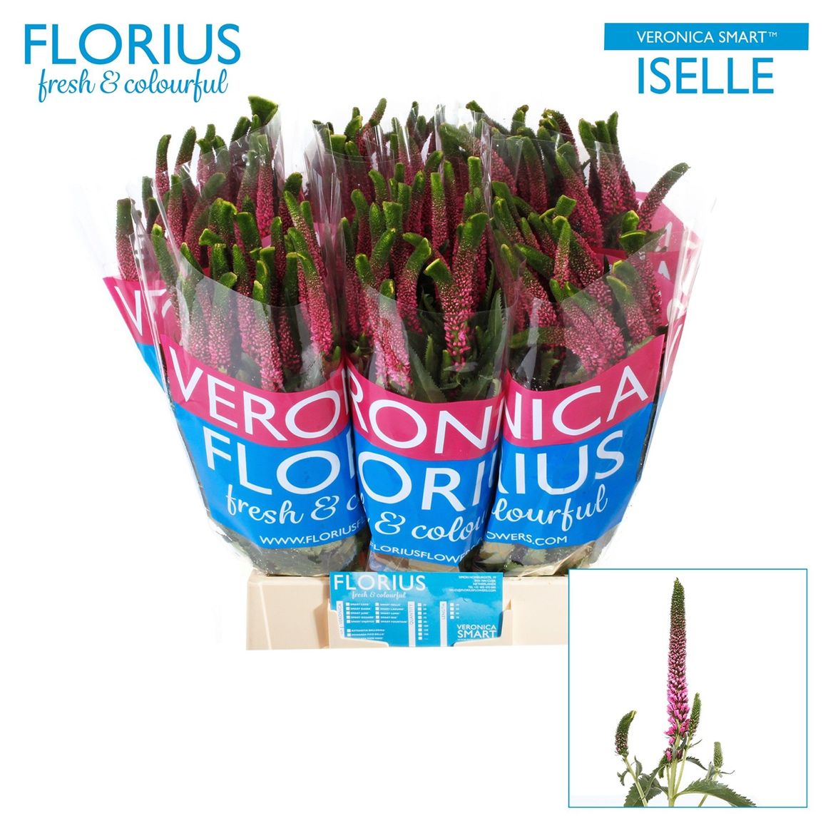 Veronica Smart Iselle 50cm