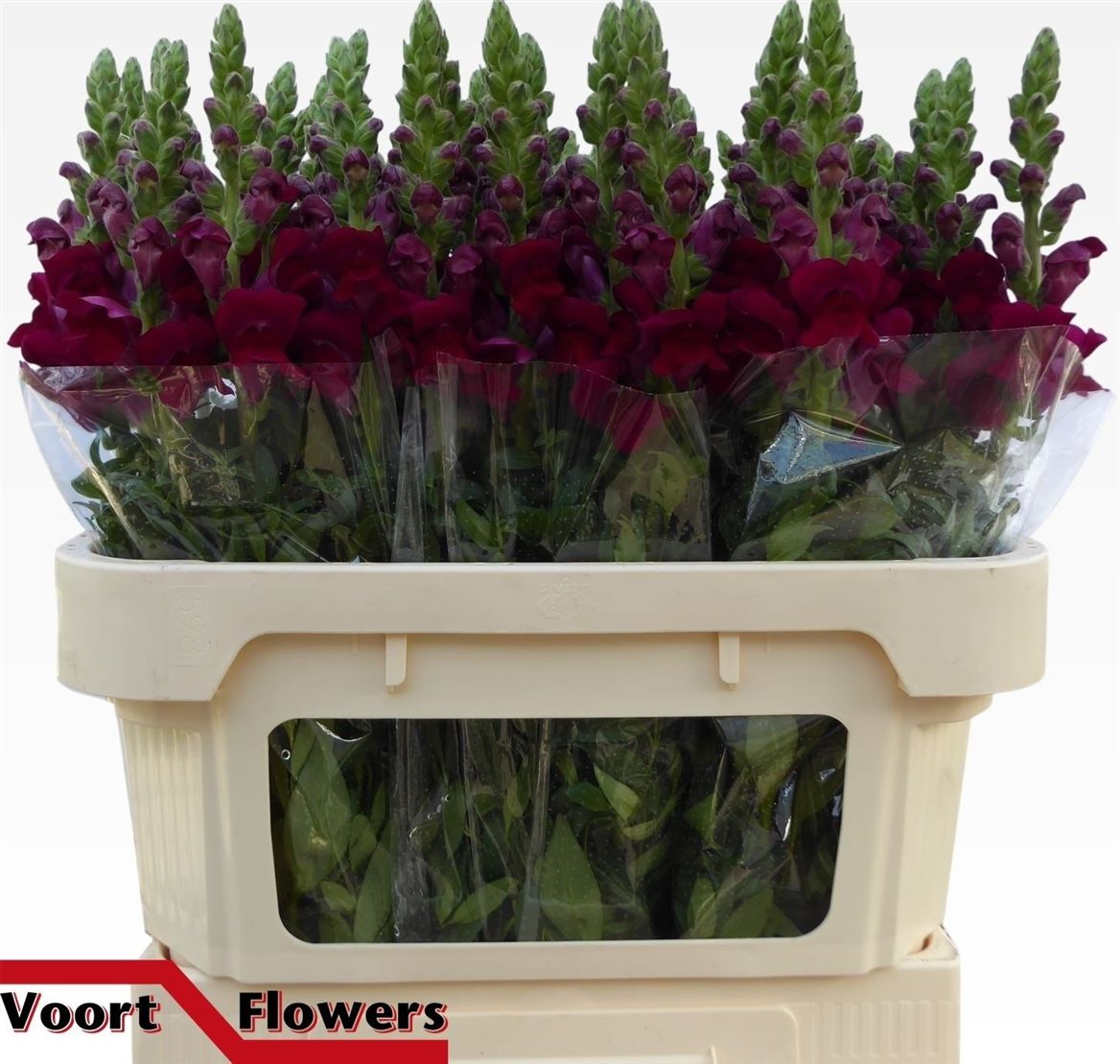 Antirrhinum Potomac Crimson 75cm