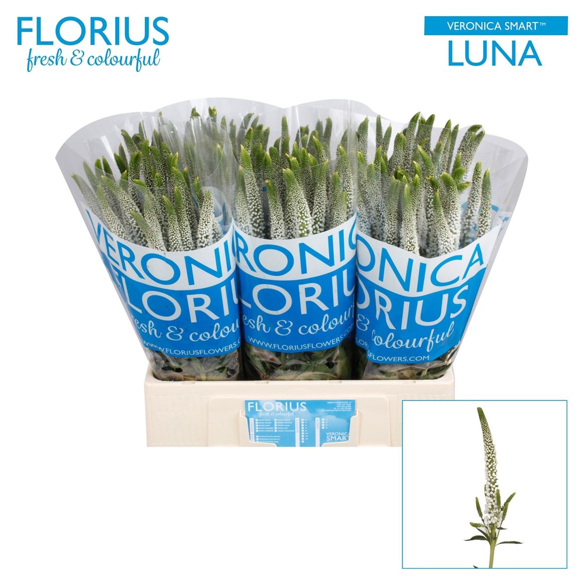 Veronica Smart Luna 60cm