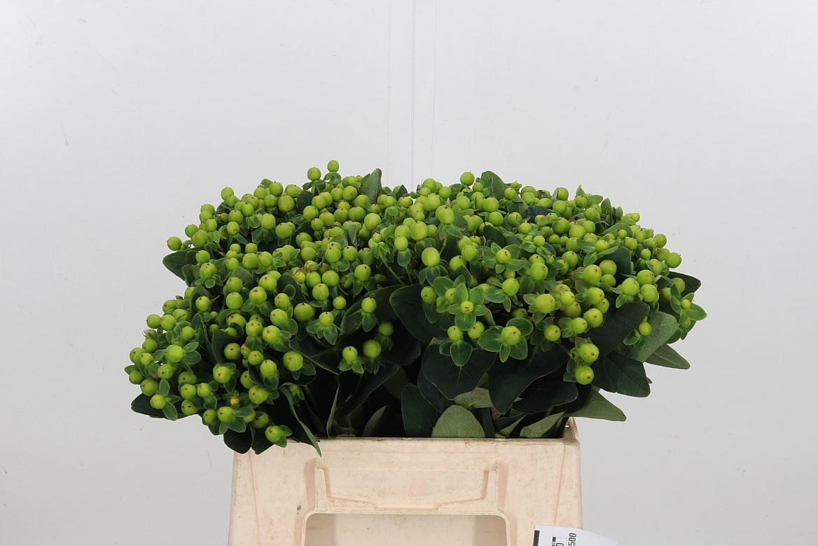 Hypericum Magical Green Reviva 40cm