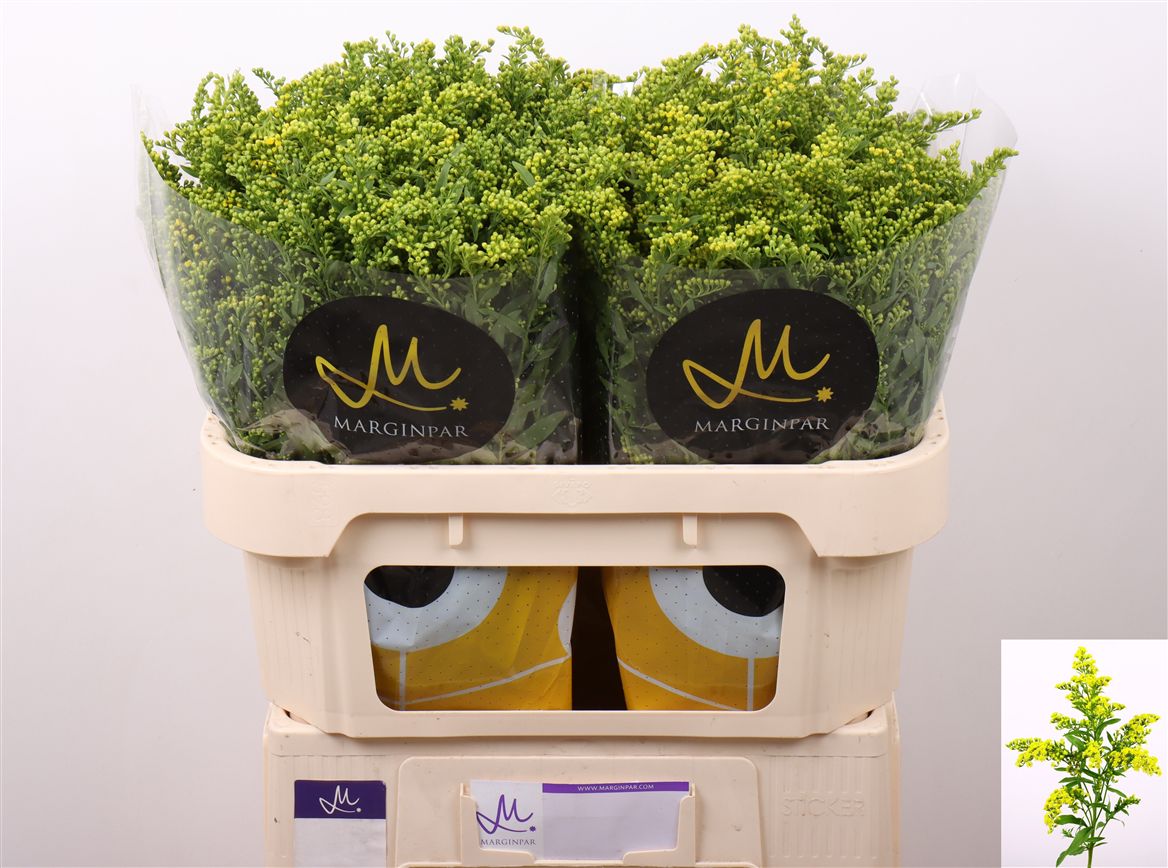 Solidago Carzan Glory 70cm 30gr.