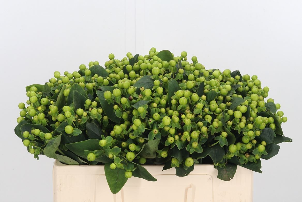 Hypericum Magical Green Reviva 50cm