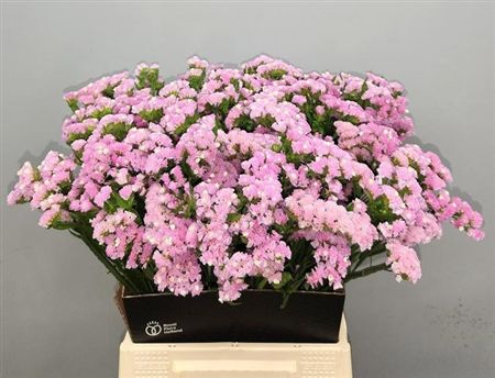 Limonium Sinuatum Rosella Sun Birds 50cm 25gr.