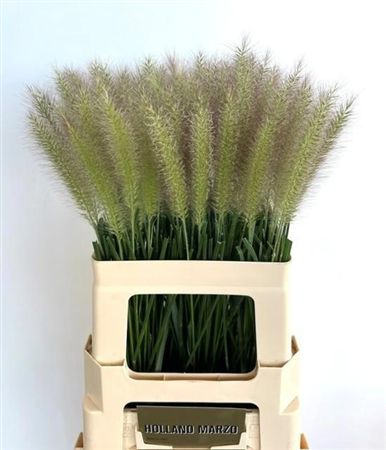 Pennisetum Blondie 60cm