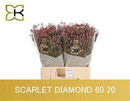 Limonium Sinense Scarlet Diamond 60cm 20gr.