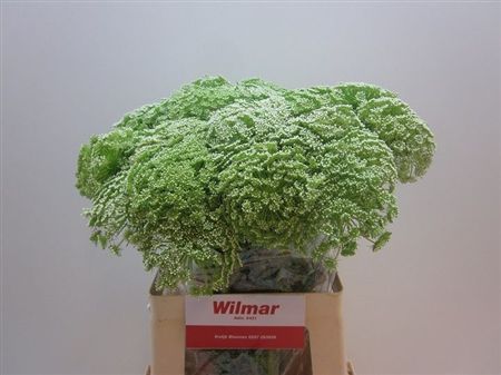 Ammi Visnaga 60cm