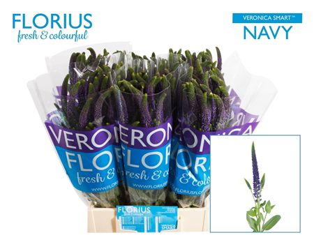 Veron Smart Navy