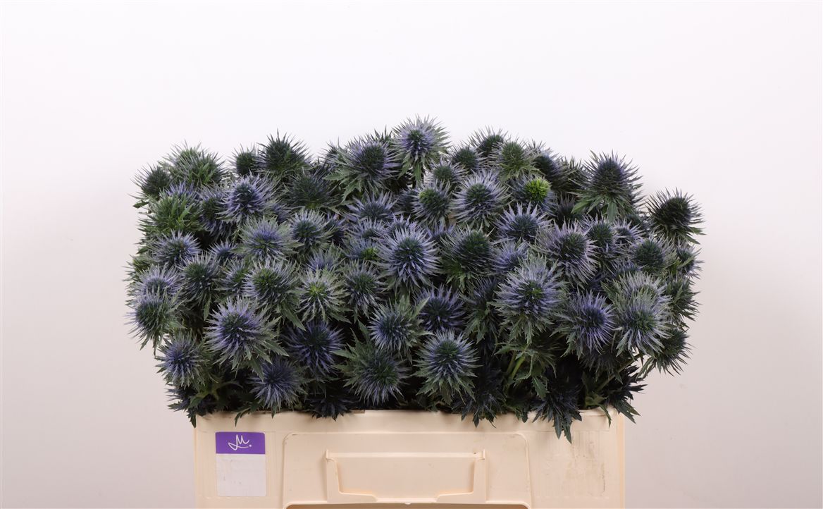 Eryngium Alpinum Scorpius Questar 50cm