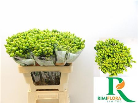 Hypericum Magical Green Reviva 60cm