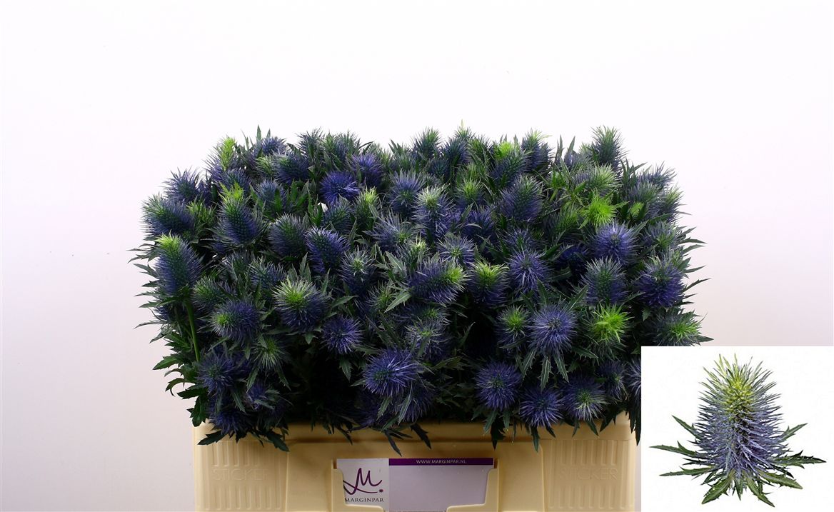 Eryngium Supernova Questar 50cm