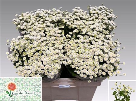 Tanacetum Rio 55cm