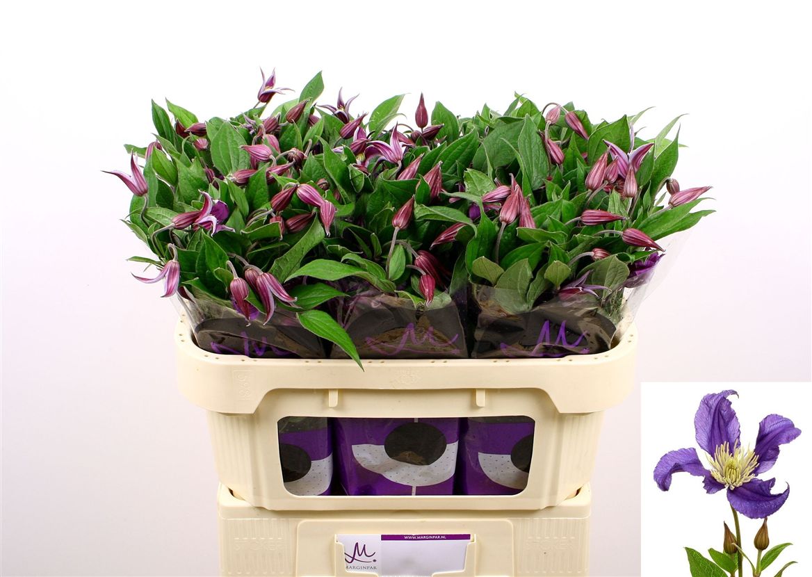 Clematis Blue Pirouette 70cm