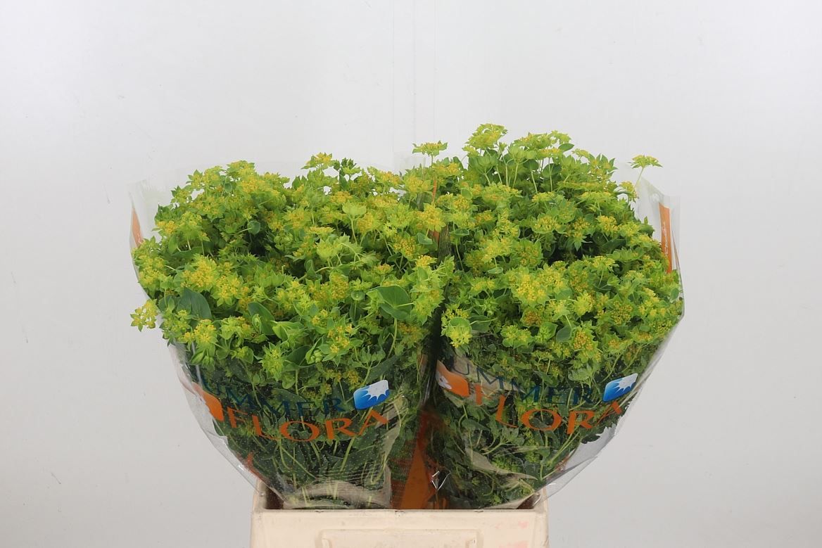 Bupleurum Rotundifolium 50cm