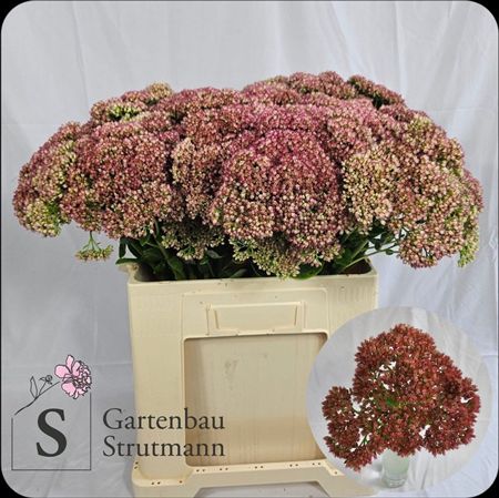 Sedum Spectabile 55cm