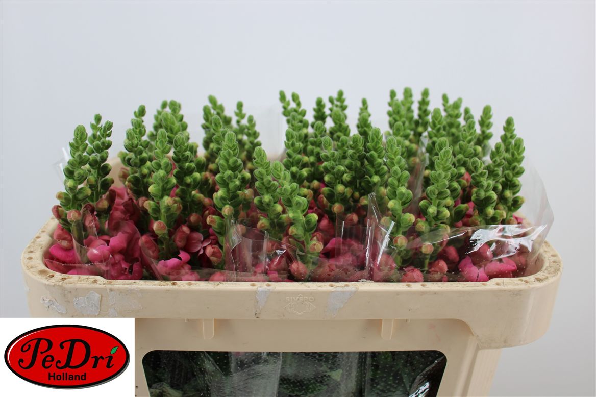 Antirrhinum Avignon Rose 65cm