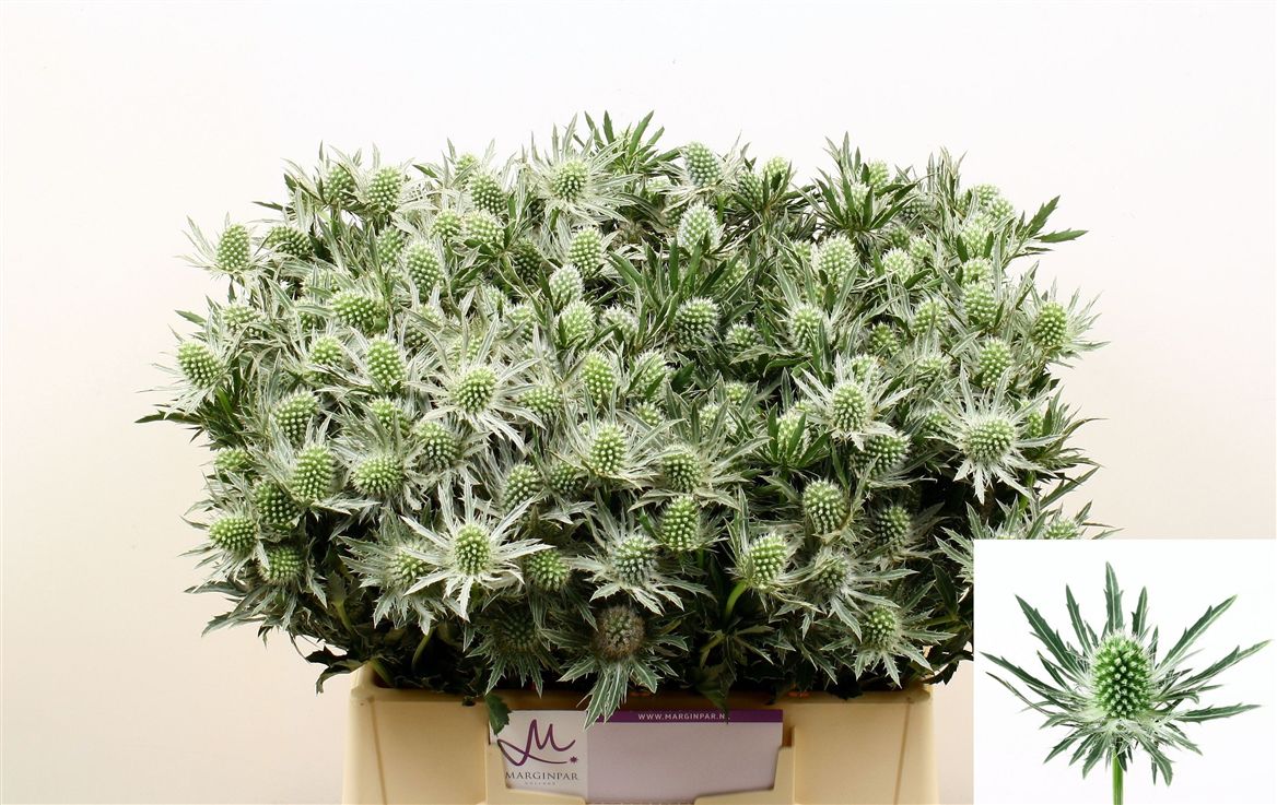 Eryngium Sirius Questar 40cm