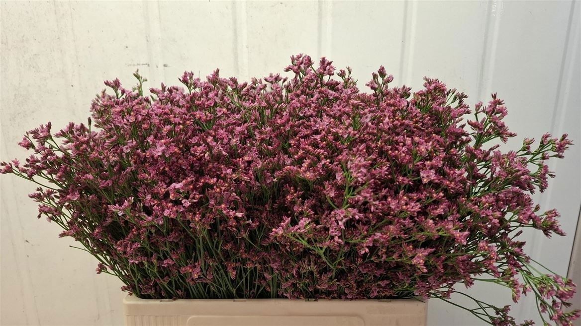 Limonium Sensy Pinkini 60cm 20gr.