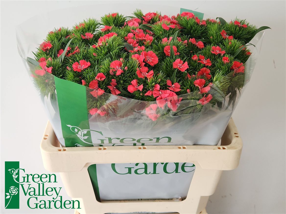 Dianthus Barb Sweet Will Coral 54cm