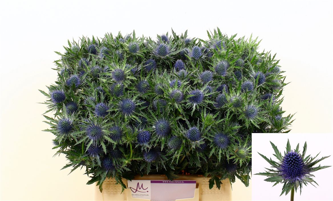 Eryngium Aquarius Questar 40cm