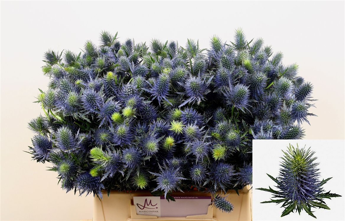 Eryngium Supernova Questar 40cm