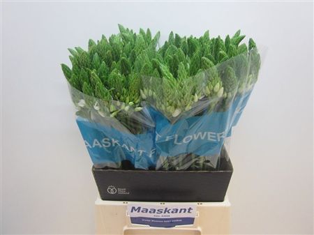 Ornithogalum Thyrsoides Mount Fuji 50cm
