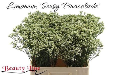Limonium Sinense Sensi Piña Colada 60cm 15gr.