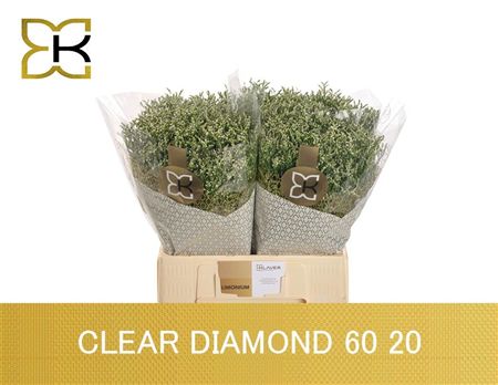 Limonium Sinense Clear Diamond 60cm 20gr.