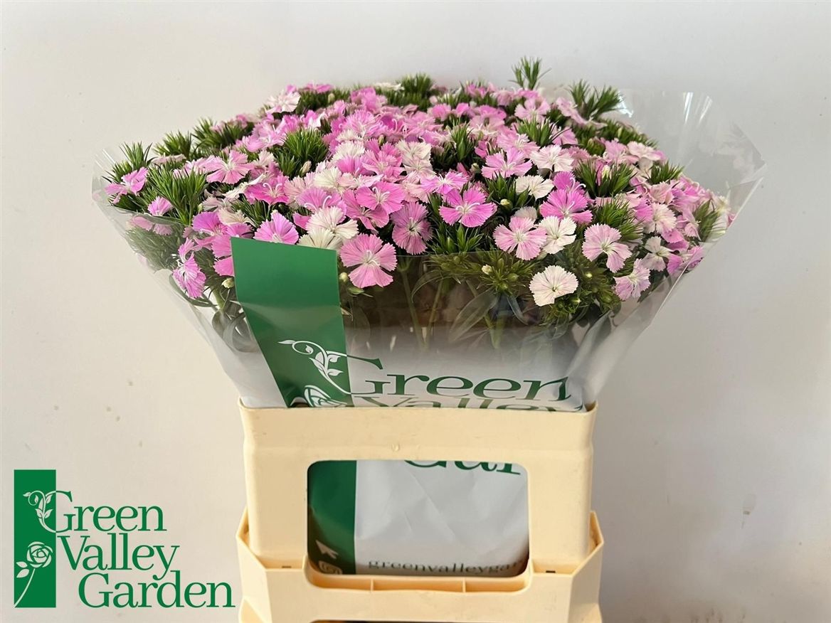 Dianthus Barb Rose Magic 58cm