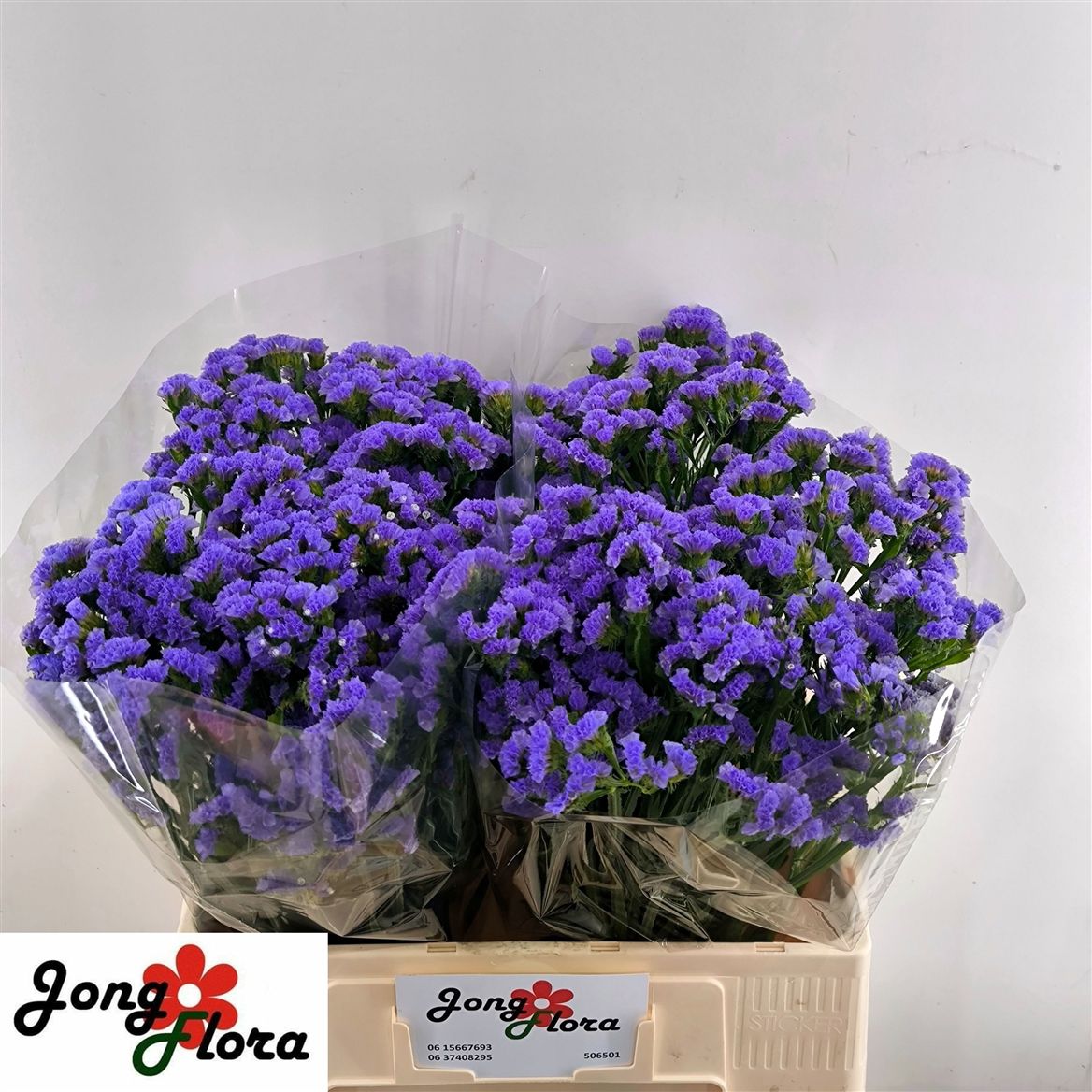 Limonium Sinuatum Midnight Wings 60cm 25gr.