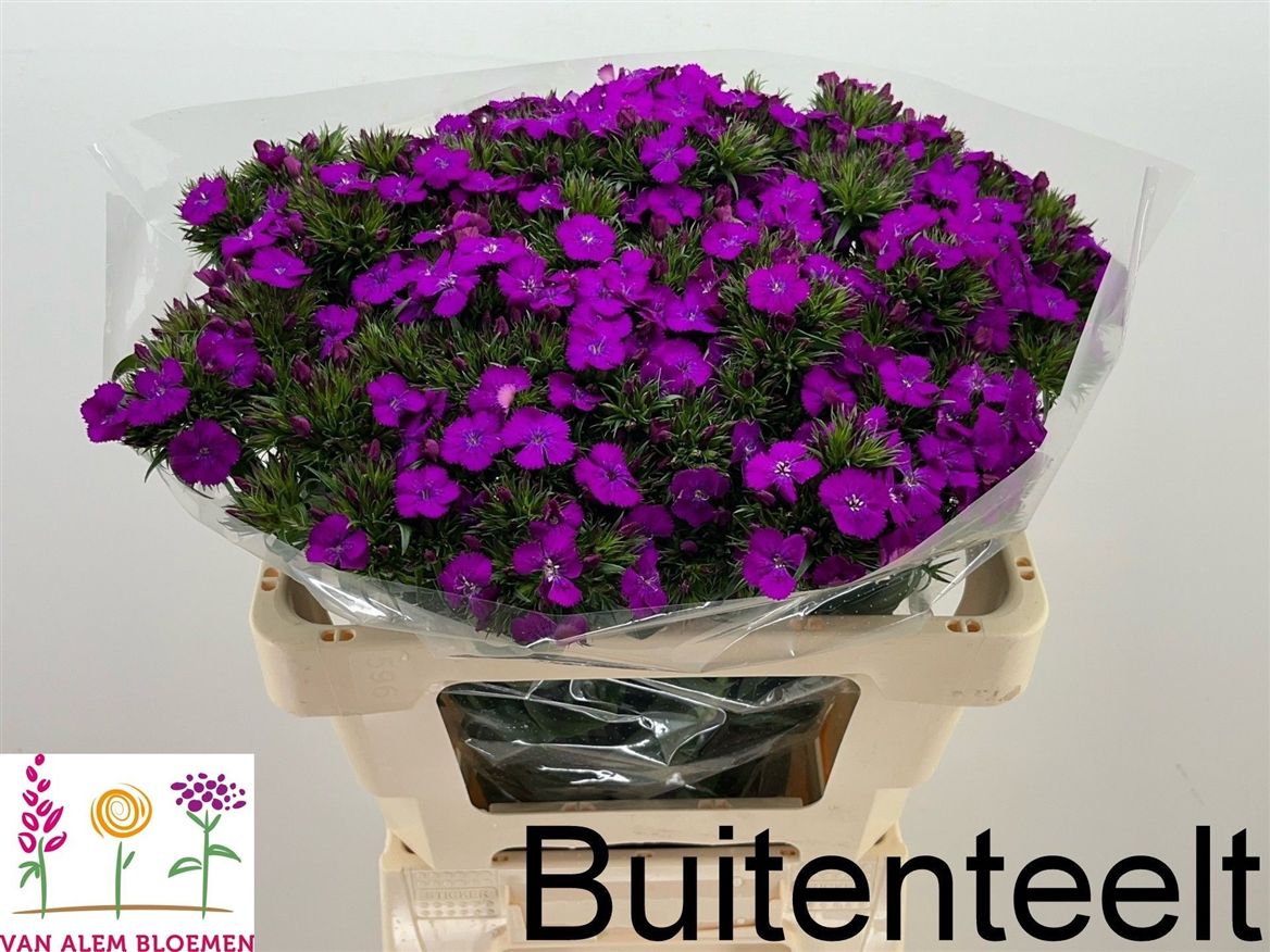 Dianthus Barb Neon Purple 60cm