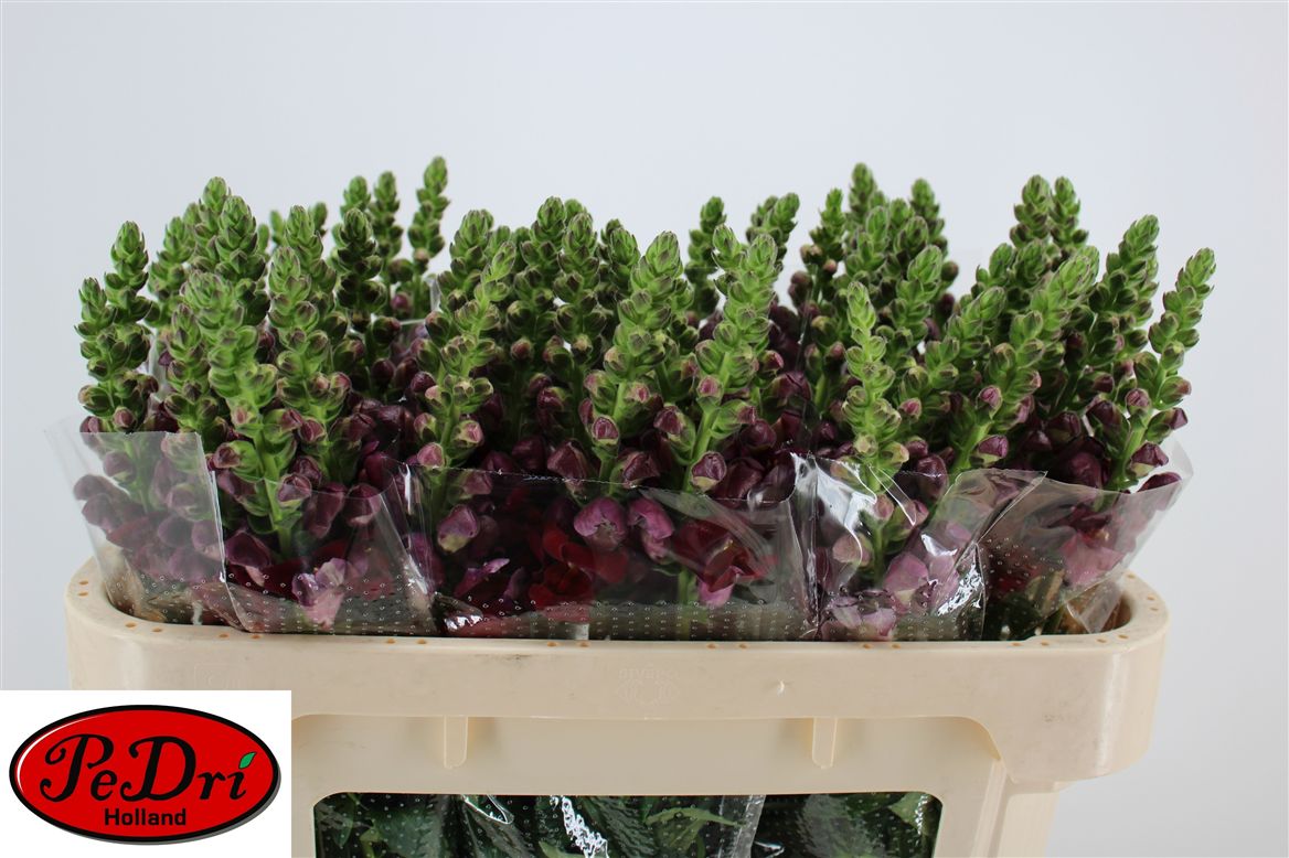 Antirrhinum Avignon Dark Red 70cm