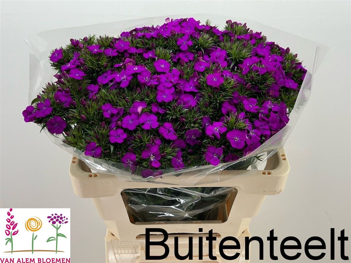 Dianthus Barb Neon Purple 50cm