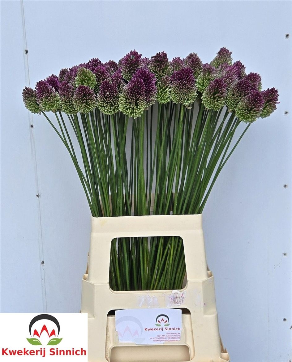 Allium Sphaerocephal 70cm