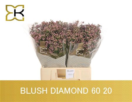 Limonium Sinense Blush Diamond 60cm 20gr.