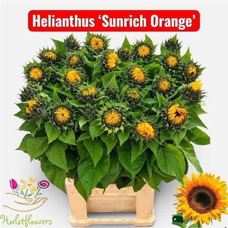 Helianthus Sunrich Orange 80cm