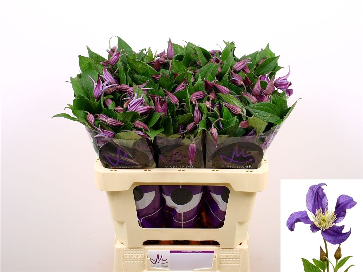 Clematis Blue Pirouette 60cm
