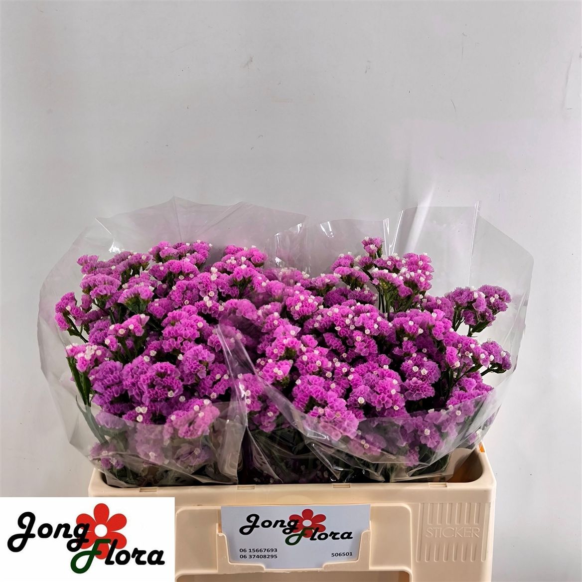 Limonium Musical Wings 50cm 20gr.