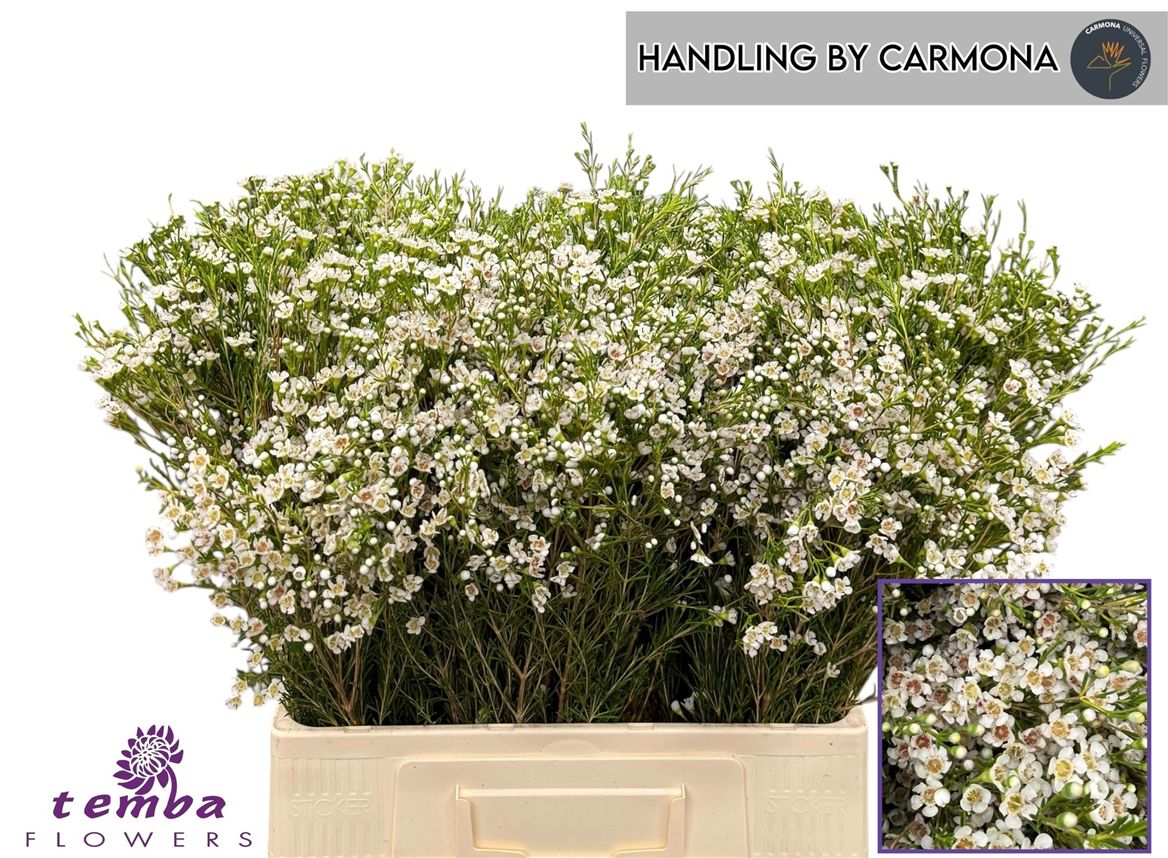 Chamelaucium Pearl Buttons 60cm 40gr.