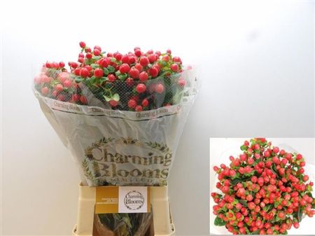 Hypericum Pacific Red Dolly 70cm