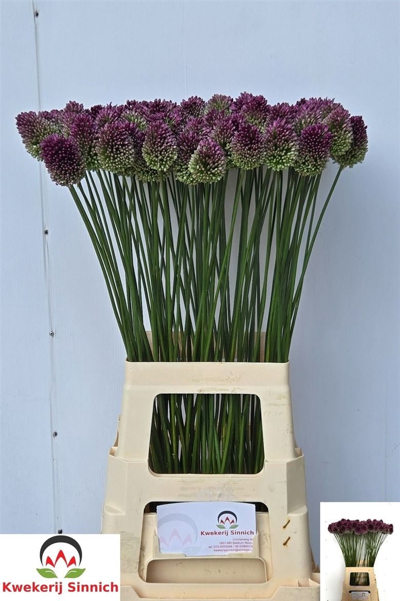 Allium Sphaerocephal 75cm