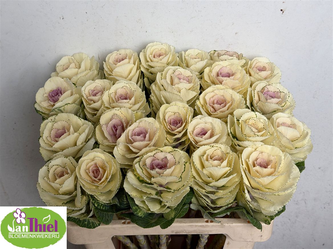 Brassica White Crane 55cm