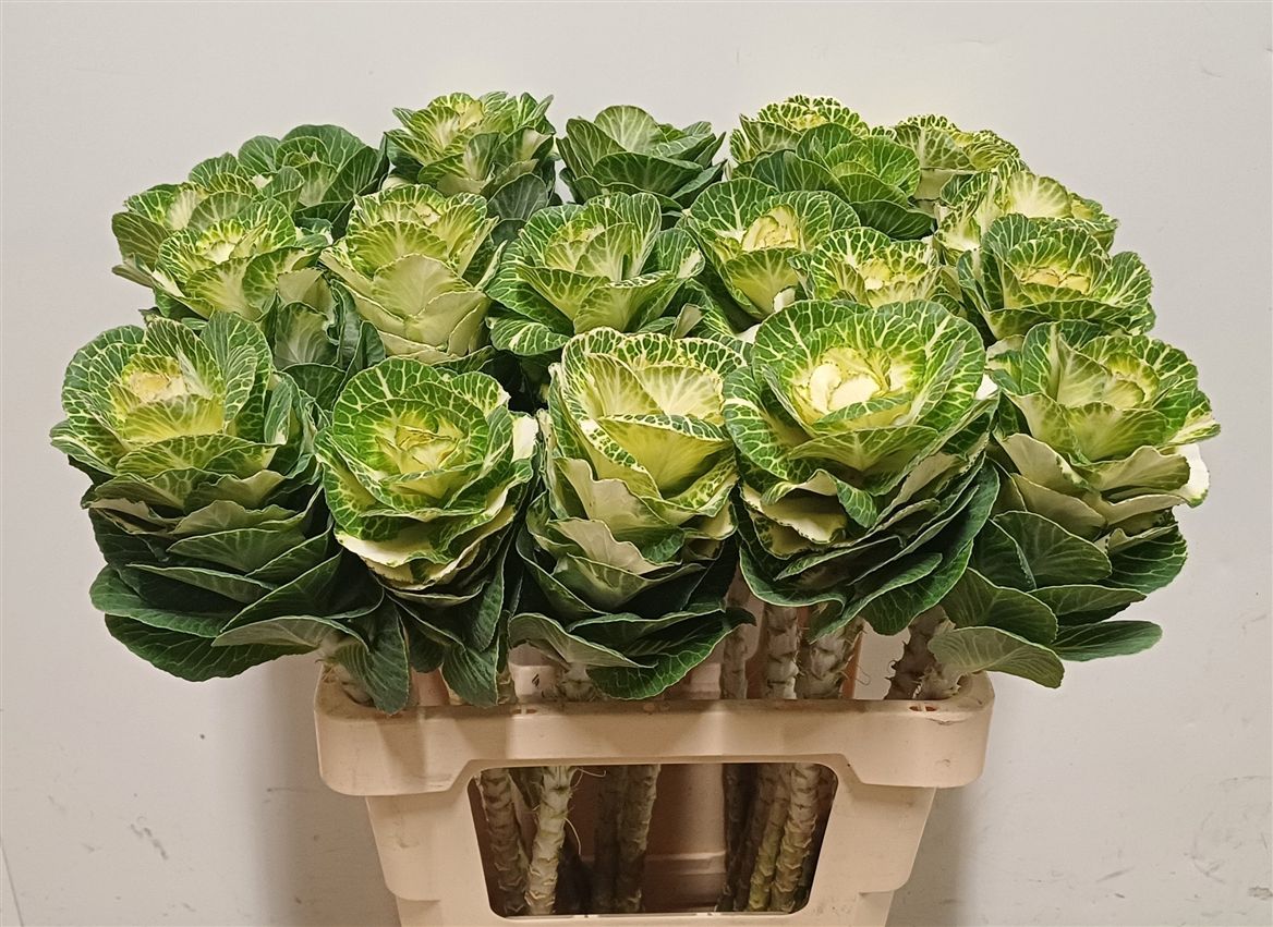 Brassica White Crane 60cm