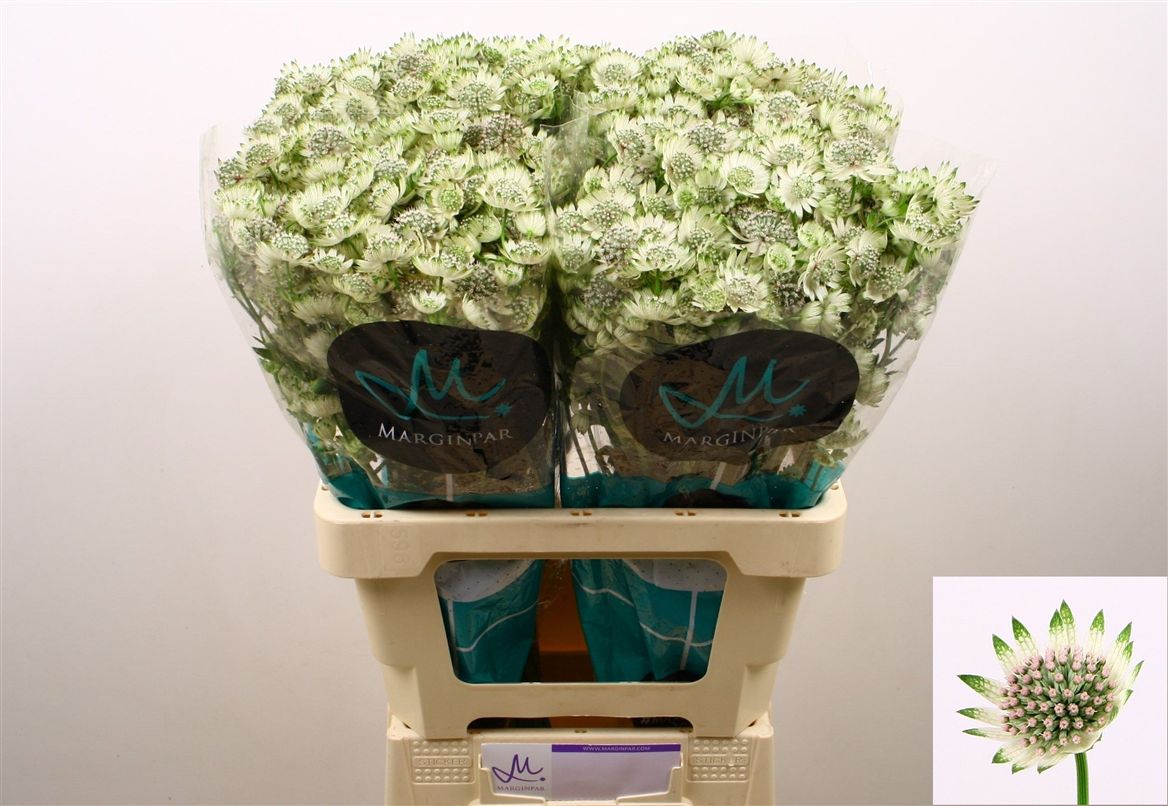 Astrantia Billion Stars Xl 60cm