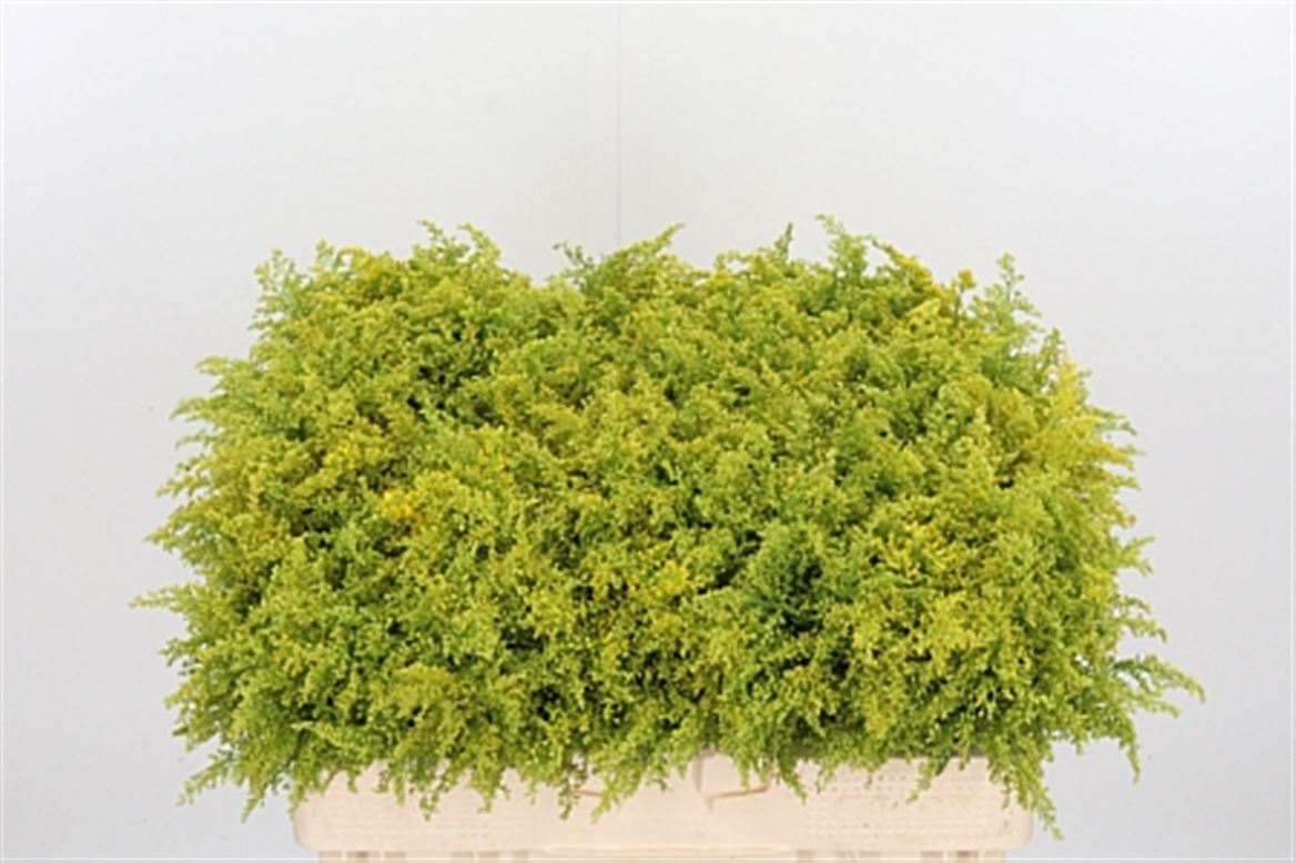 Solidago Tara 50cm 10gr.